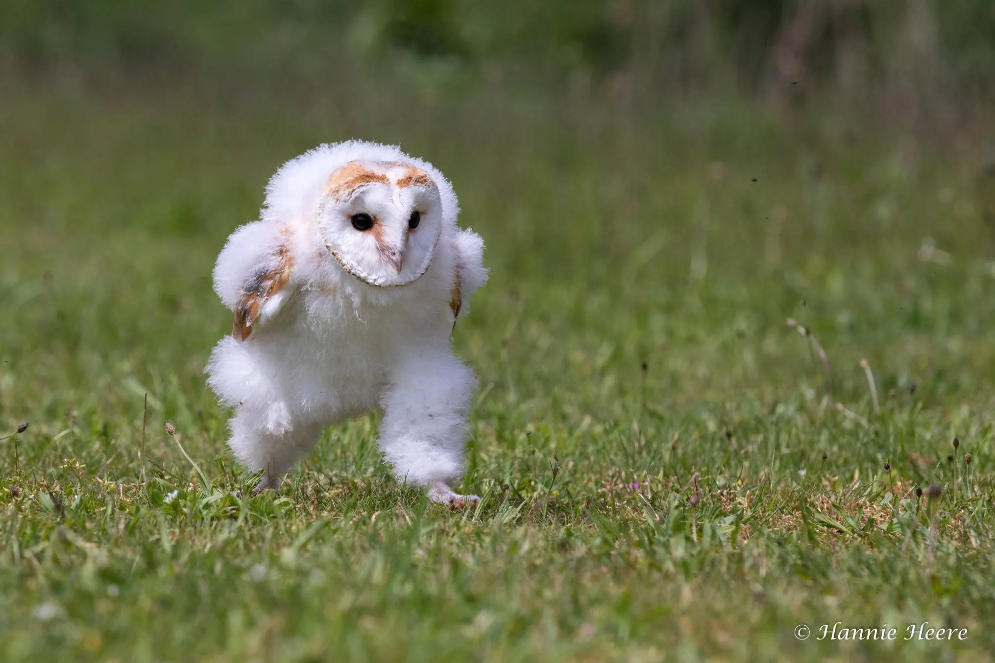 地面を走るメンフクロウのヒナ